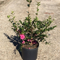 Camellia sasanqua &#039;Sparkling Burgundy&#039;