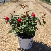 Rosa Oso Easy Double Red