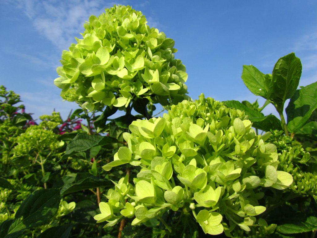 Little Lime™ Hydrangea
