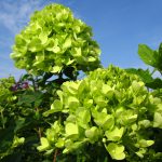 Little Lime™ Hydrangea