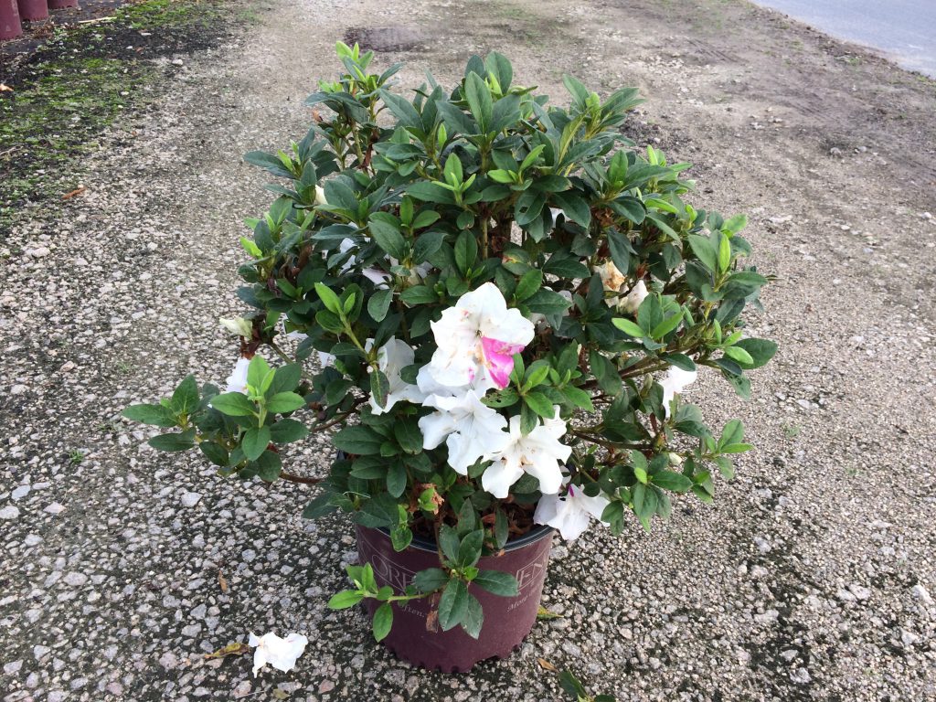 Encore, Ornamental, Shrub, Rhododendron