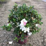 Encore, Ornamental, Shrub, Rhododendron