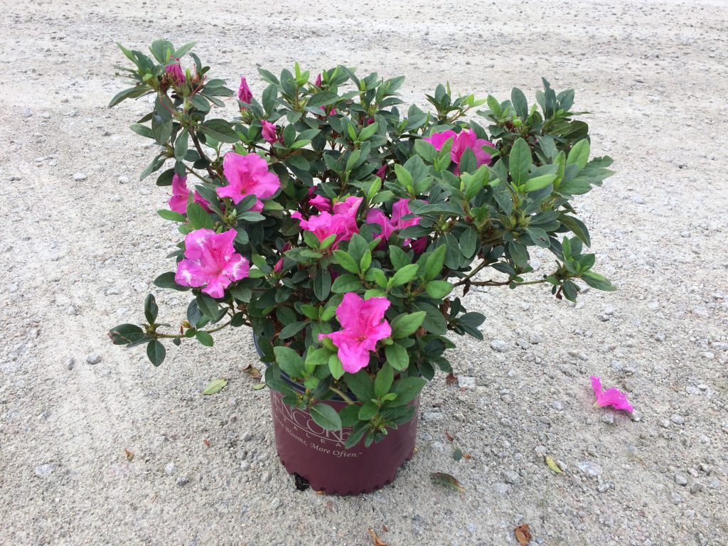 Encore, Ornamental, Shrub, Rhododendron
