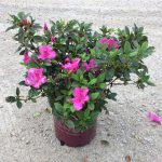 Encore, Ornamental, Shrub, Rhododendron