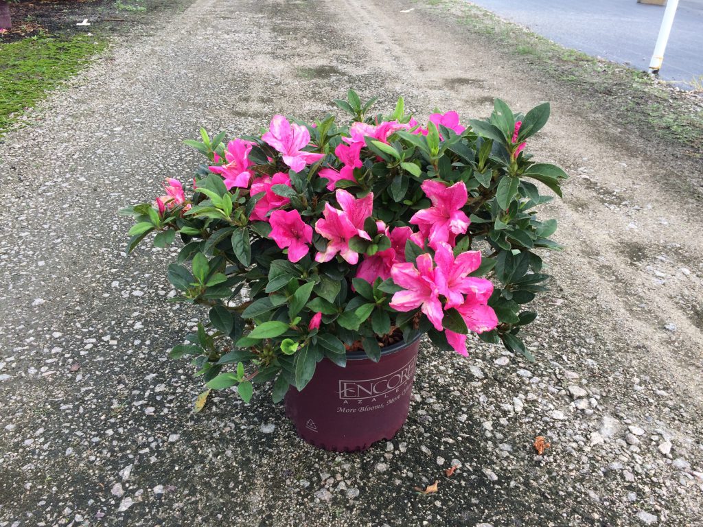 Encore, Ornamental, Shrub, Rhododendron