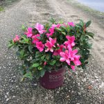 Encore, Ornamental, Shrub, Rhododendron