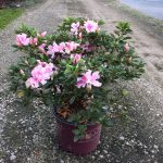 Encore, Ornamental, Shrub, Rhododendron
