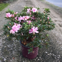 Autumn Twist Encore Azalea