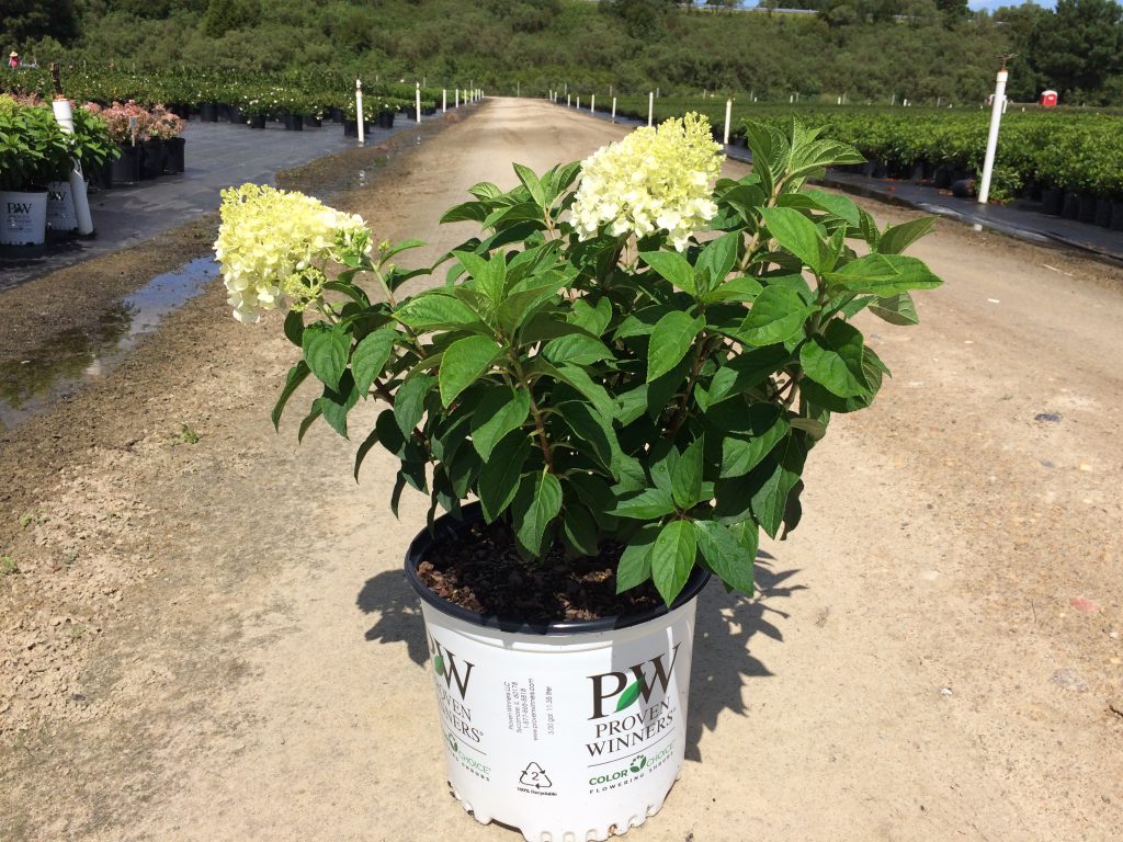 Bobo® Hydrangea