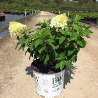 Bobo Hydrangea