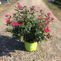 Red Knock Out Rose