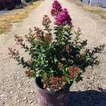 Crapemyrtle, Crape Myrtle, Shrub, Tree, First Editions
