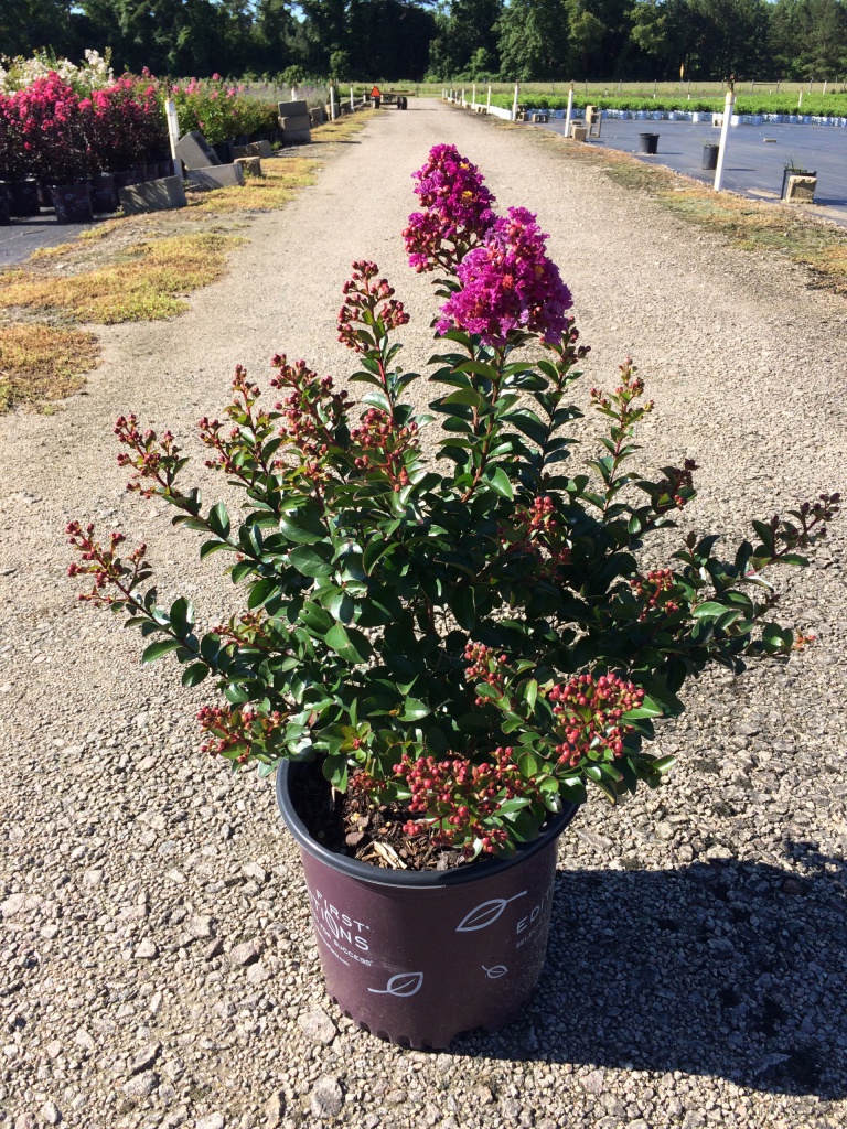 Crapemyrtle, Crape Myrtle, Shrub, Tree, First Editions
