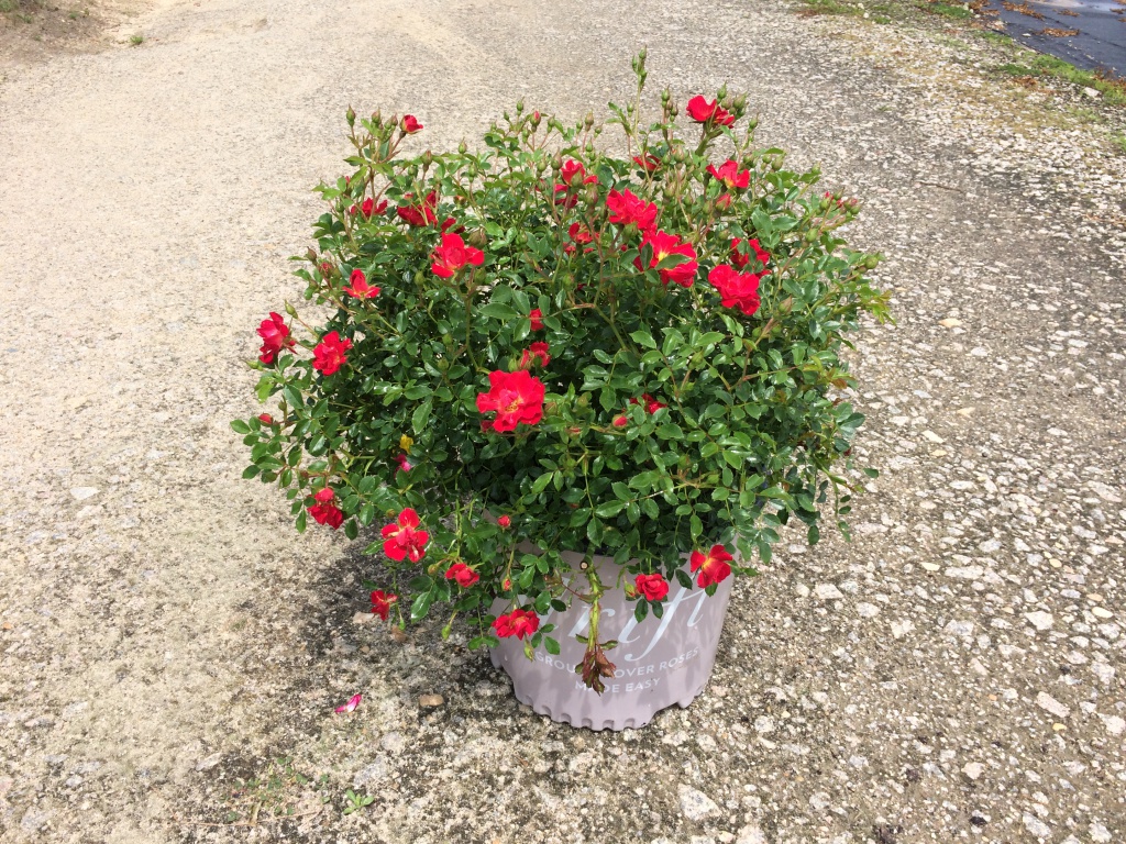 Ornamental, Shrub, Drift, Rose