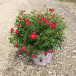 Ornamental, Shrub, Drift, Rose