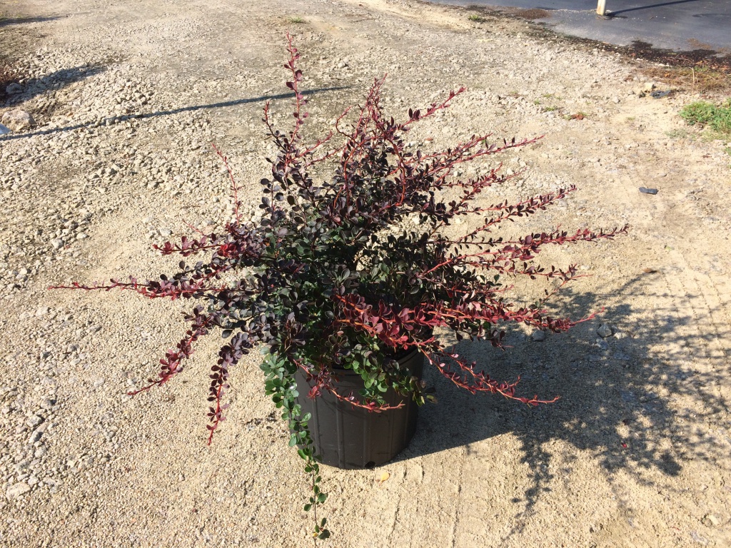 Ornamental, Shrub, Barberry