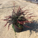 Ornamental, Shrub, Barberry