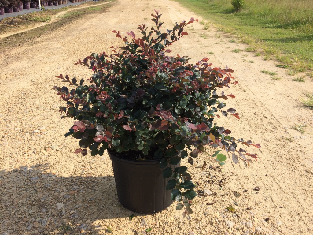 Ornamental, Shrub, Fringe Flower