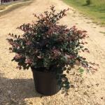 Ornamental, Shrub, Fringe Flower