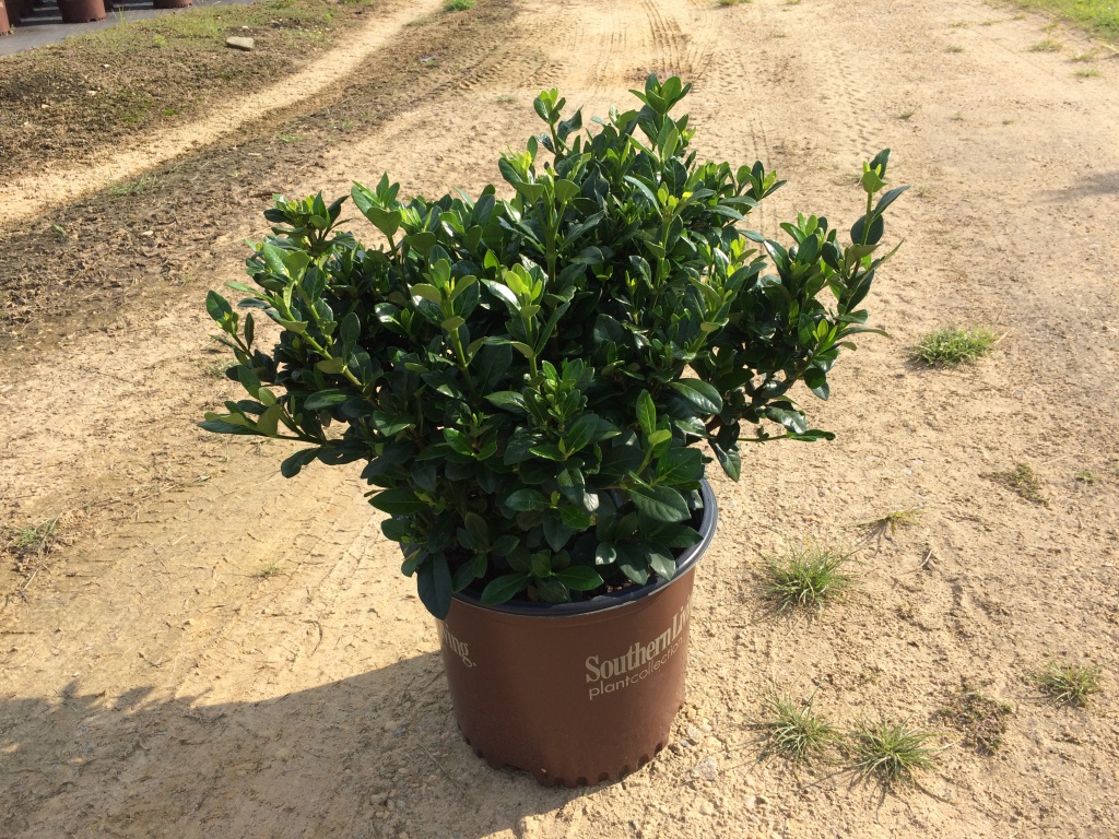 Ornamental, Shrub, Southern Living, SL