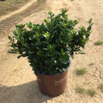 Ornamental, Shrub, Southern Living, SL
