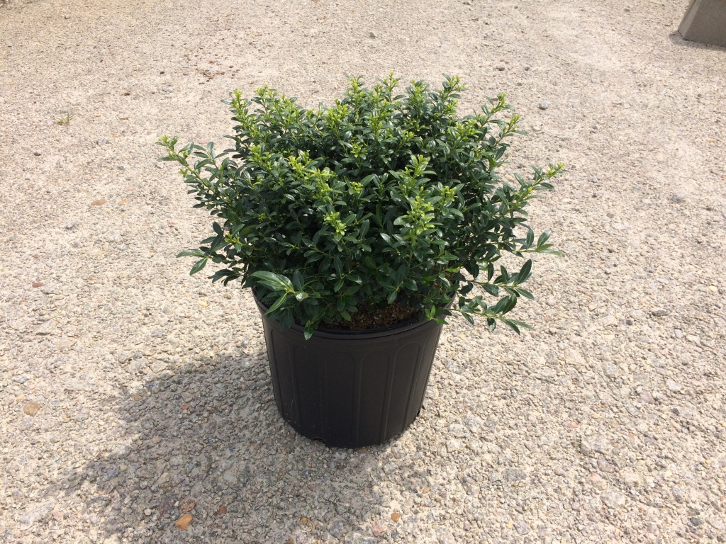 Ornamental, Shrub, crenata, Japanese Holly