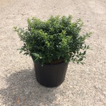 Ornamental, Shrub, crenata, Japanese Holly