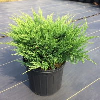 Andorra Juniper