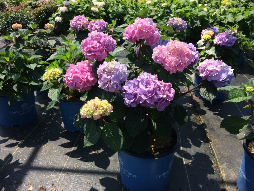 Ornamental, Shrub, Endless Summer, Mophead, Bigleaf