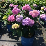 Ornamental, Shrub, Endless Summer, Mophead, Bigleaf