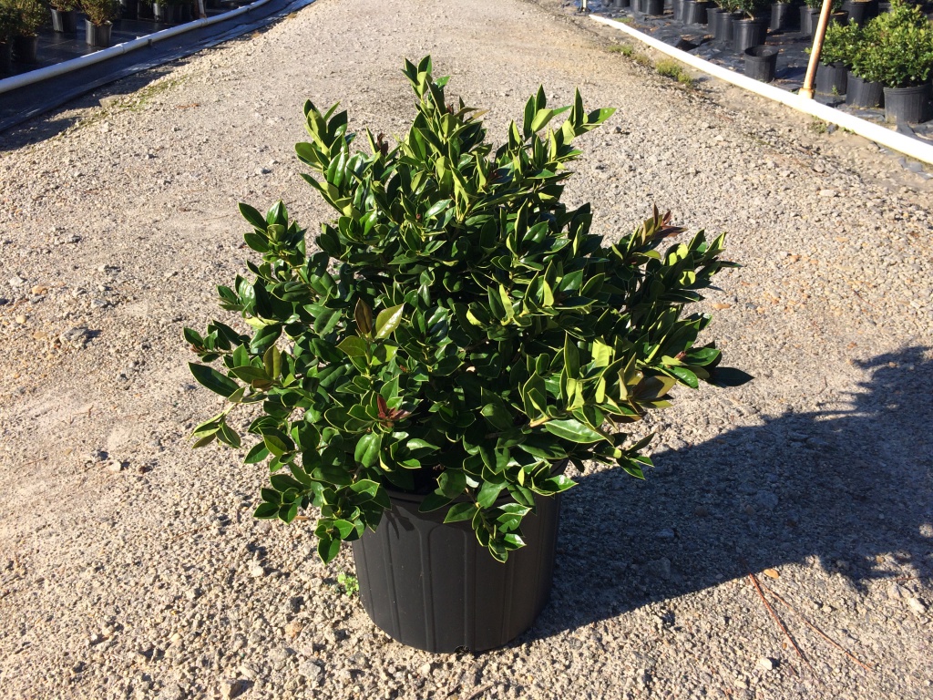 Ornamental, Shrub, cornuta, Chinese Holly