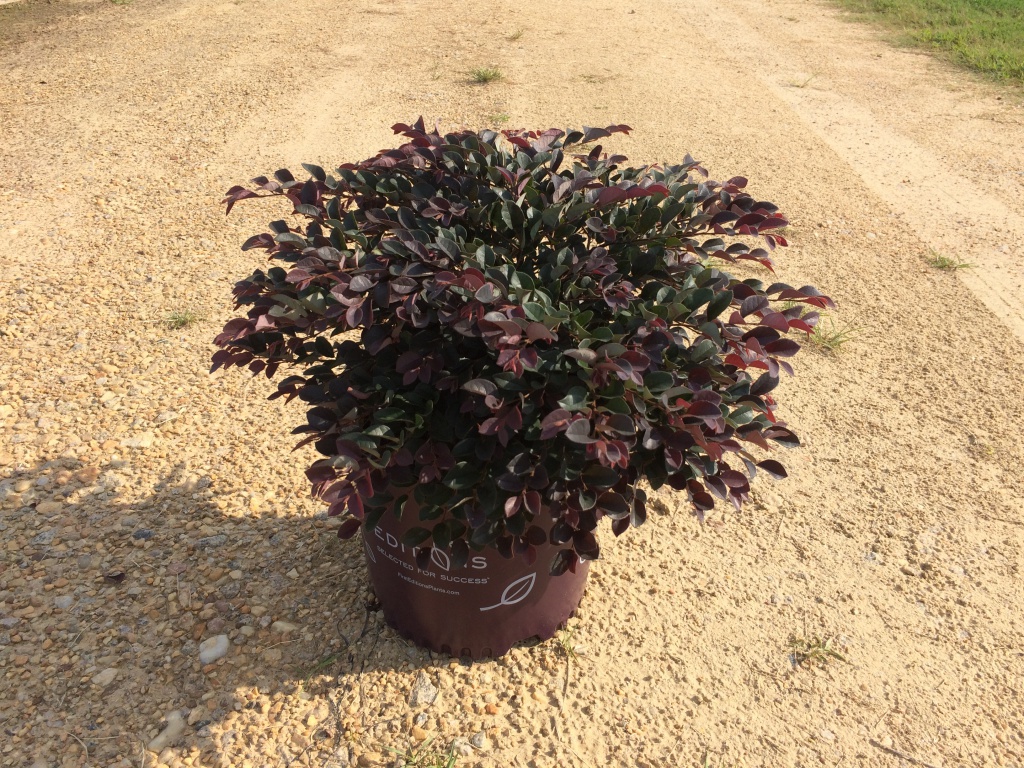 Ornamental, Shrub, Fringe Flower, First Editions
