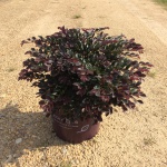 Ornamental, Shrub, Fringe Flower, First Editions