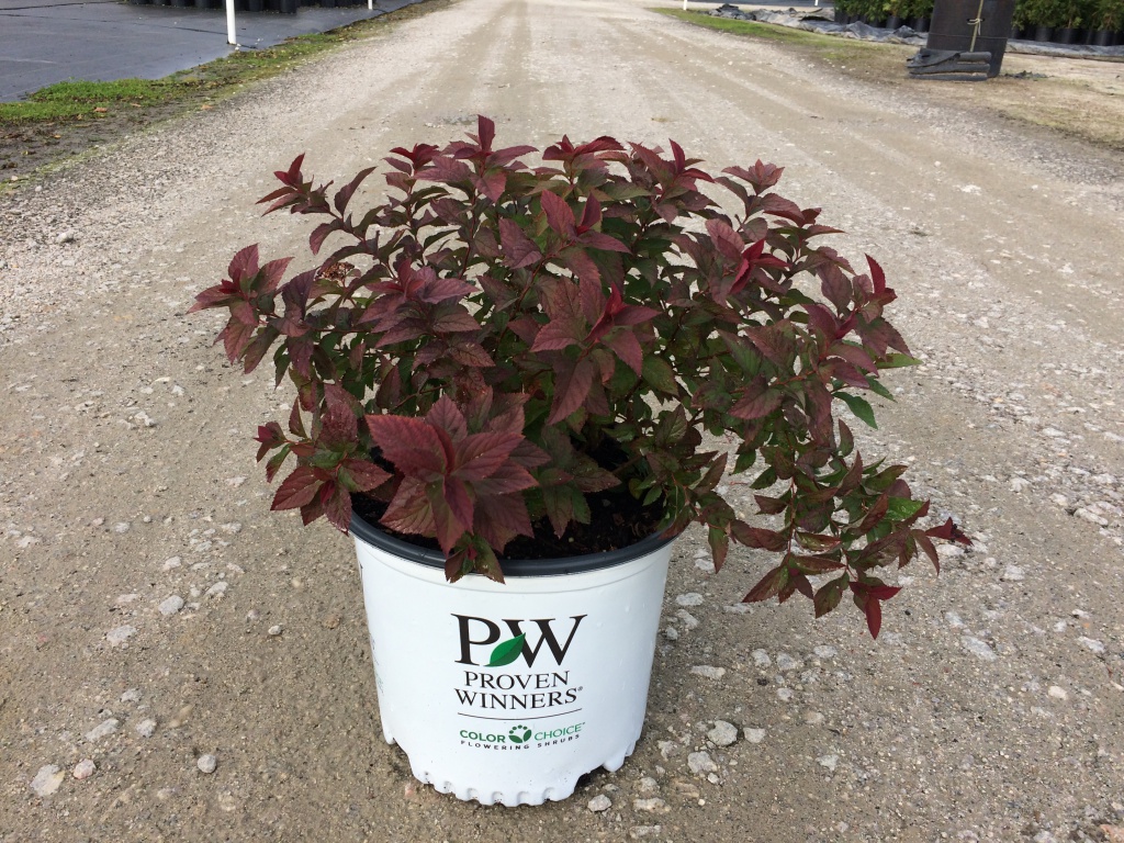 Ornamental, Shrub, Proven Winners, PW, Spiraea