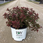Ornamental, Shrub, Proven Winners, PW, Spiraea