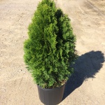 Emerald Arborvitae