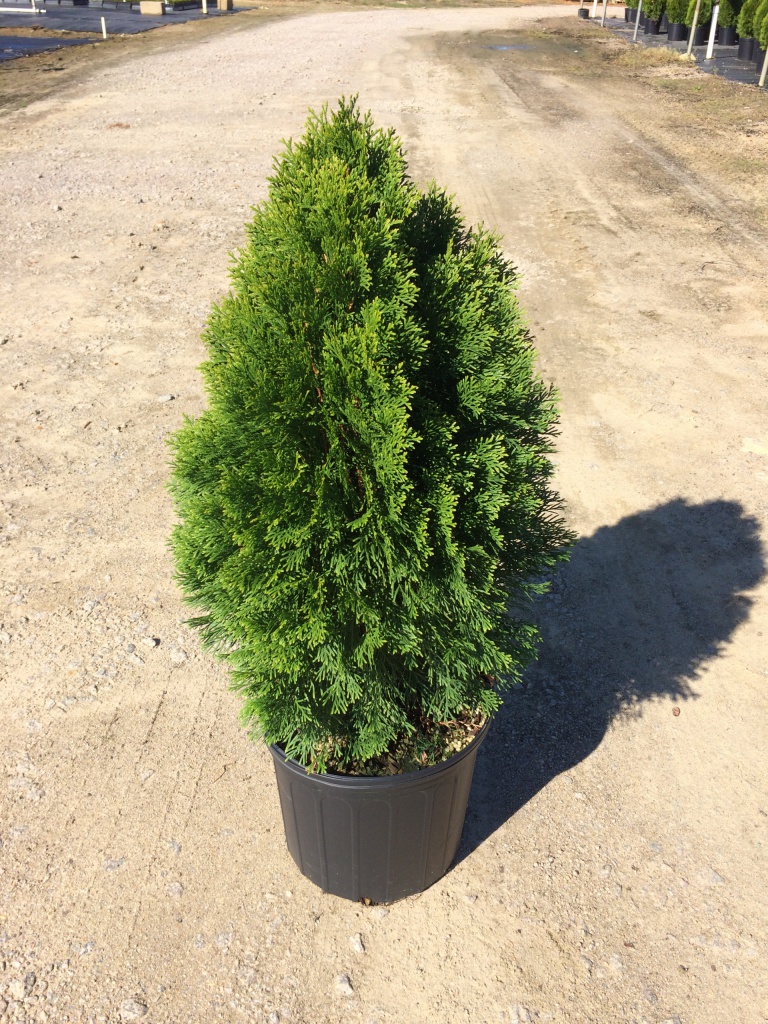 Emerald Arborvitae