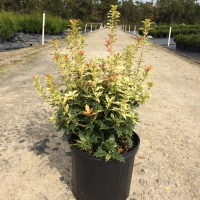 Goshiki Osmanthus