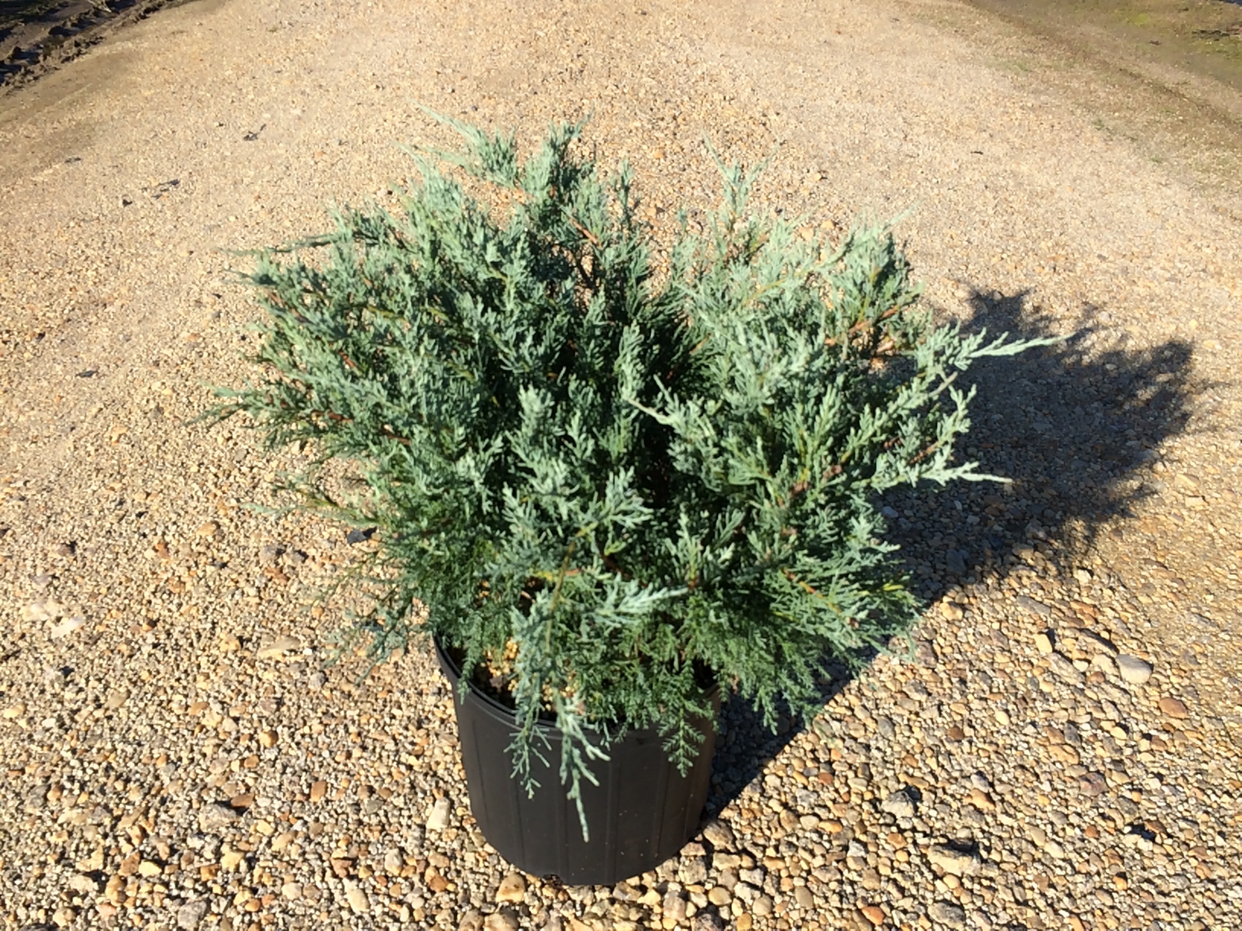 Juniper