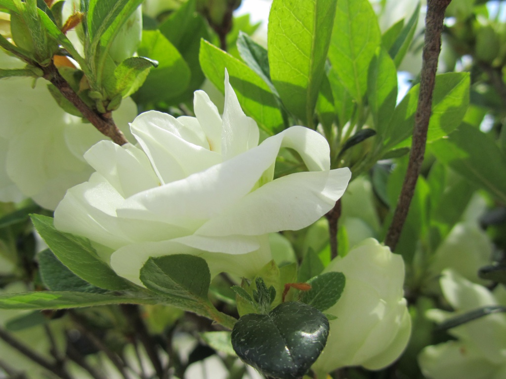 Traditional, Ornamental, Shrub, Rhododendron