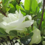 Traditional, Ornamental, Shrub, Rhododendron