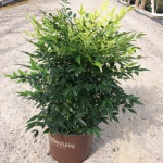 Ornamental, Shrub, Southern Living