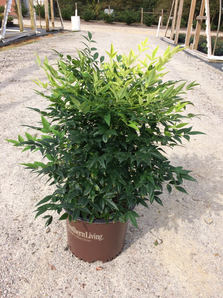 Ornamental, Shrub, Southern Living