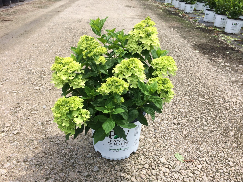 Little Lime™ Hydrangea