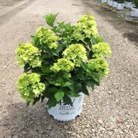 Little Lime Hydrangea