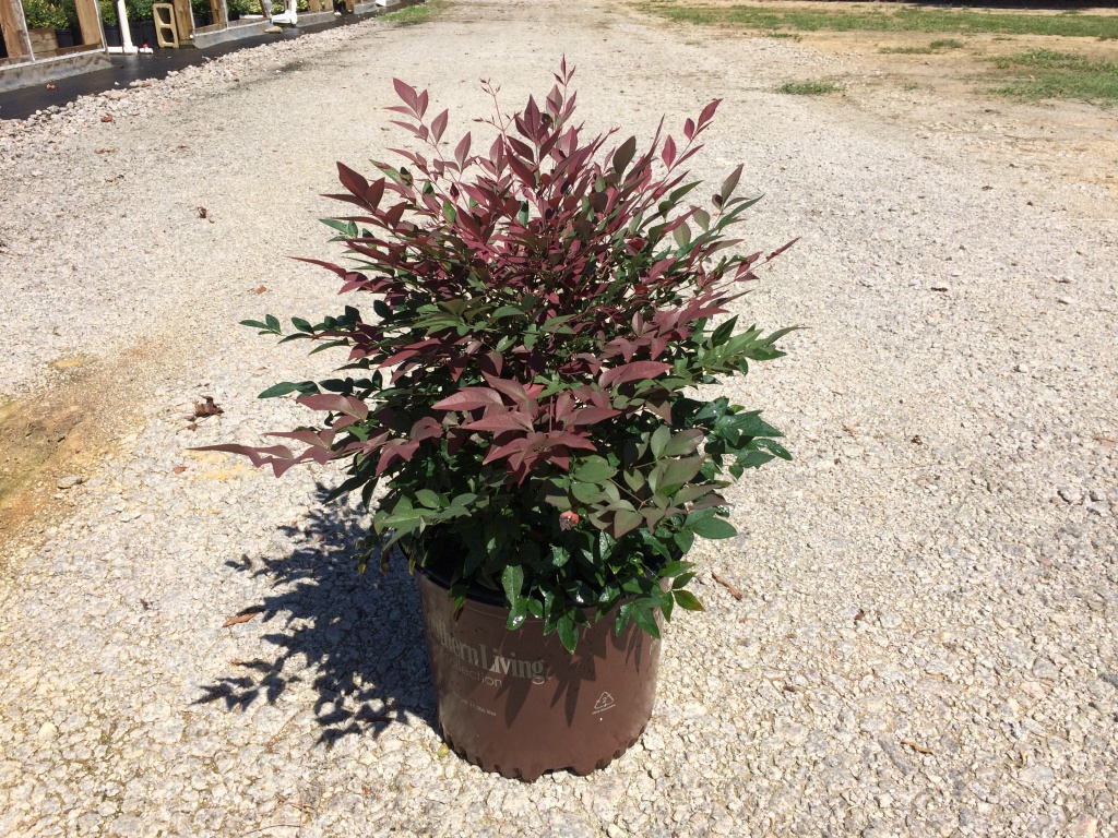 Ornamental, Shrub, Southern Living