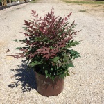 Ornamental, Shrub, Southern Living