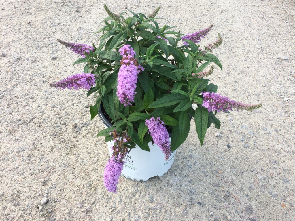 Ornamental, Shrub, Proven Winners, PW, Butterfly Bush