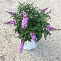 Pugster Amethyst Buddleia