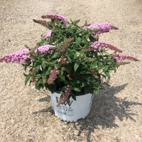 Pugster Pink Buddleia